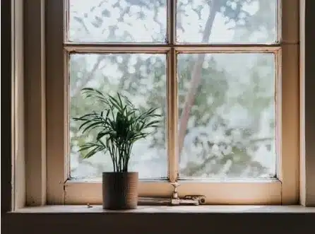 plante devant fenetre